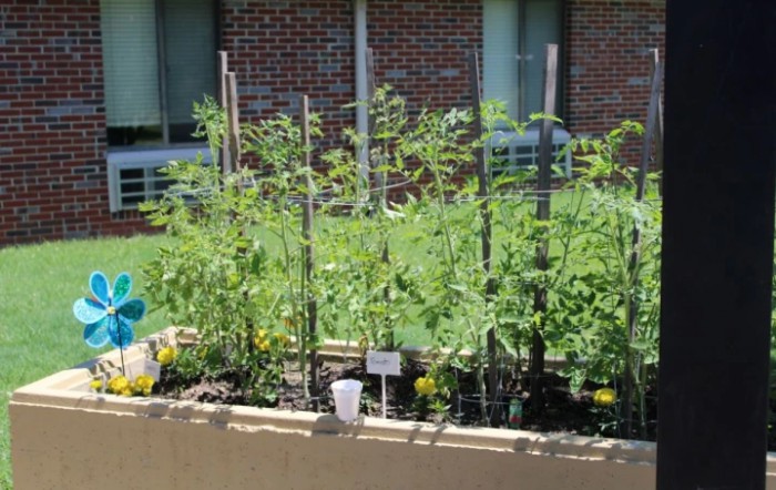 A raised vegetable garden with tomato plants supported by stakes, set against a brick wall backdrop.