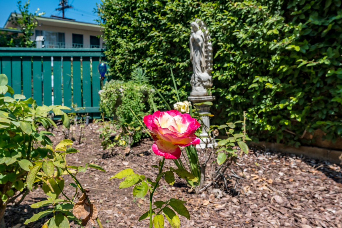 A vibrant pink and white rose blooms in a garden, surrounded by greenery and accompanied by a statue.