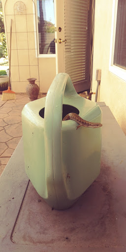 A curious snake peeking out of a watering can.