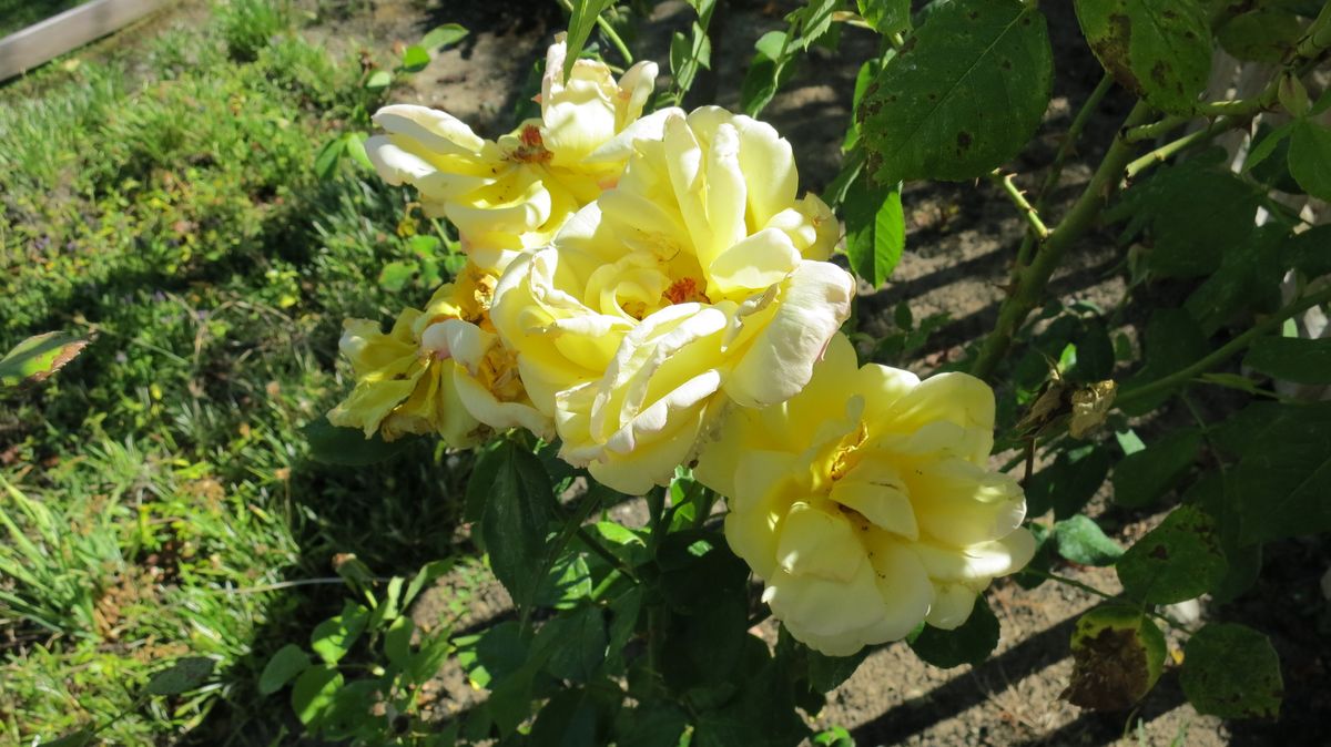 Bright yellow roses blooming in the garden under sunlight.