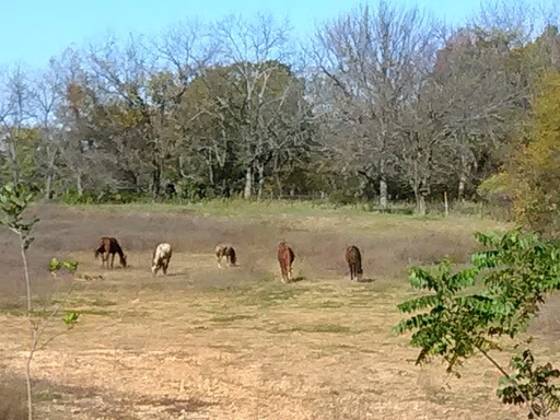 A serene scene of horses grazing in an open field surrounded by trees.