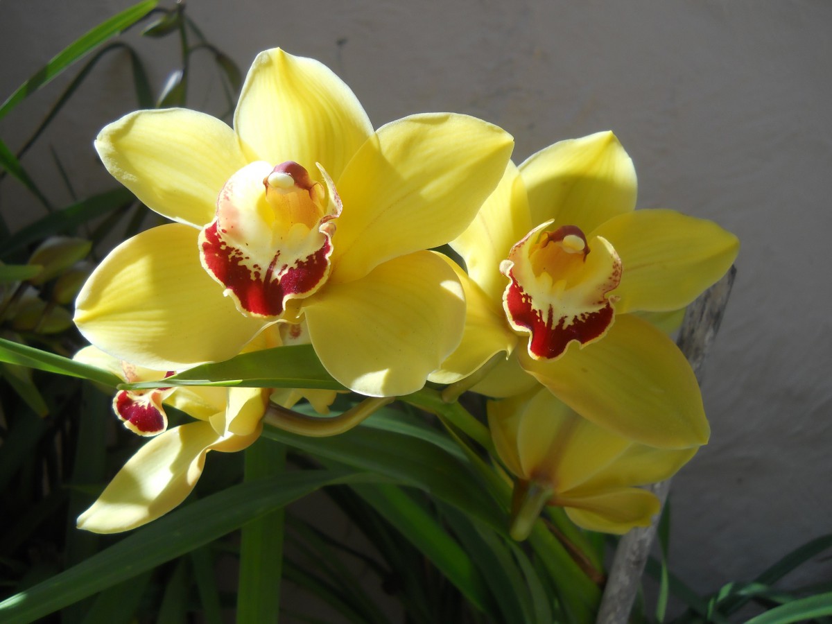 Bright yellow orchids in full bloom.