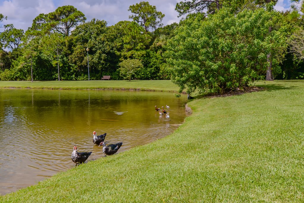 A serene park scene with ducks by a lake and lush greenery.