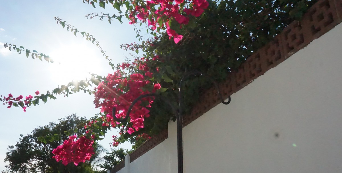 Bright pink bougainvillea flowers cascading over a garden wall in the sunlight.