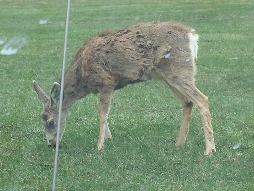 A deer grazing on the grass.
