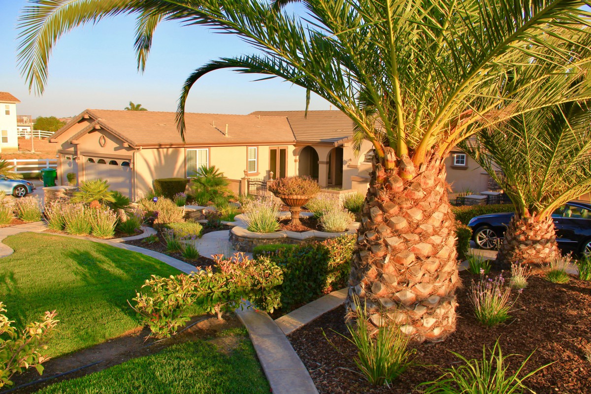 A suburban house with well-maintained landscaping and a prominent palm tree in the front yard.