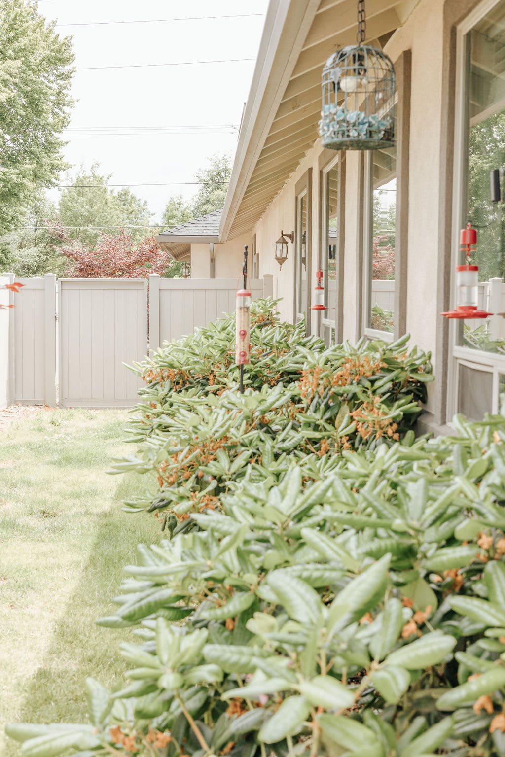 A row of shrubs lines the side of a house with large windows, enclosed by a wooden fence.