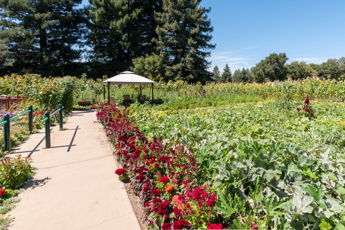 A scenic garden with vibrant flowers lining a pathway under a clear blue sky, featuring a gazebo in the background.