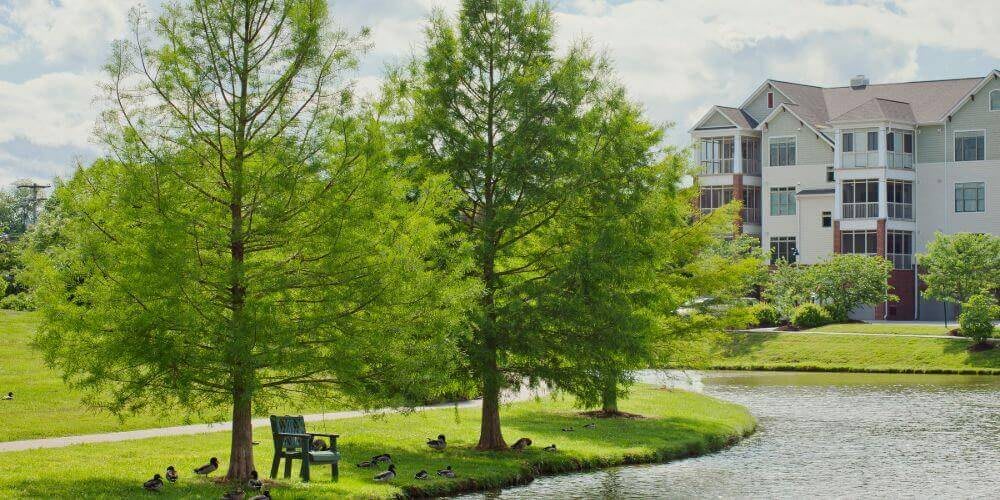A serene park scene with a tree by the lake and a bench on the grassy shore.