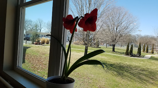 A vibrant red amaryllis in full bloom, brightening the window with a view of the serene outdoors.