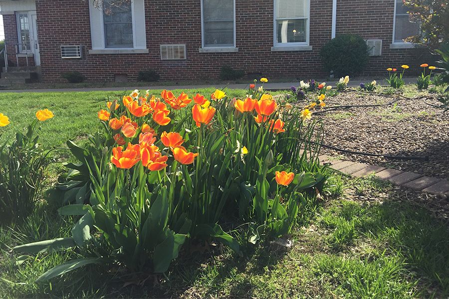 Bright orange tulips blooming in a sunny garden.