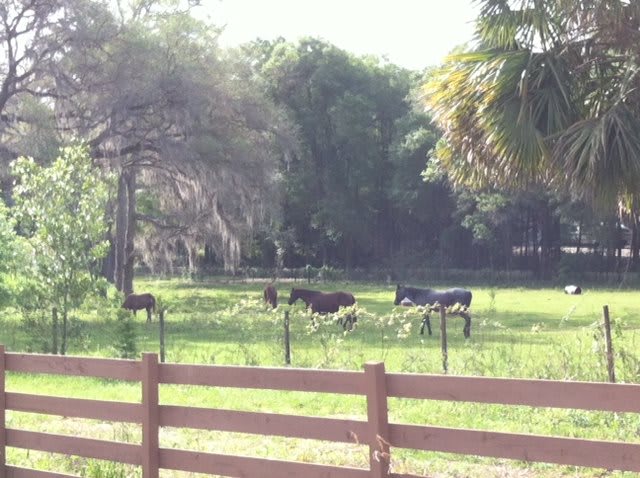 Cows grazing peacefully in a fenced pasture surrounded by trees.