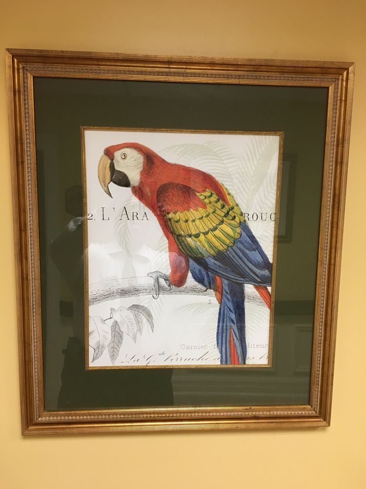 A framed illustration of a colorful parrot.