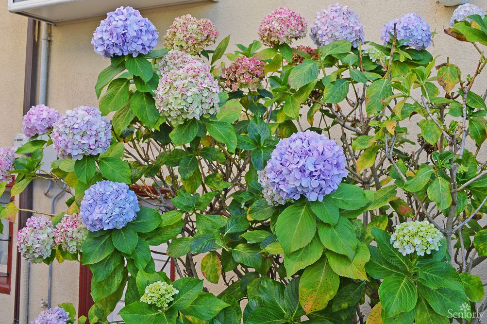 A vibrant bush of hydrangeas in full bloom.