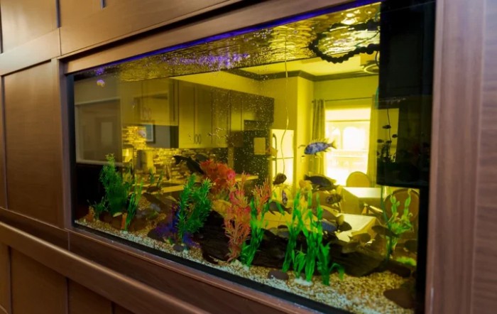 An indoor aquarium with vibrant water plants and fish.