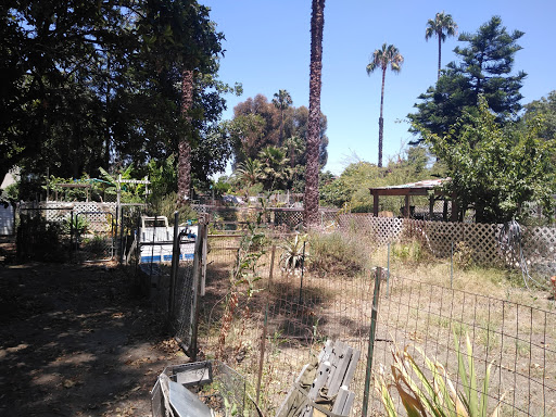 A serene view of an overgrown garden with palm trees in the background.