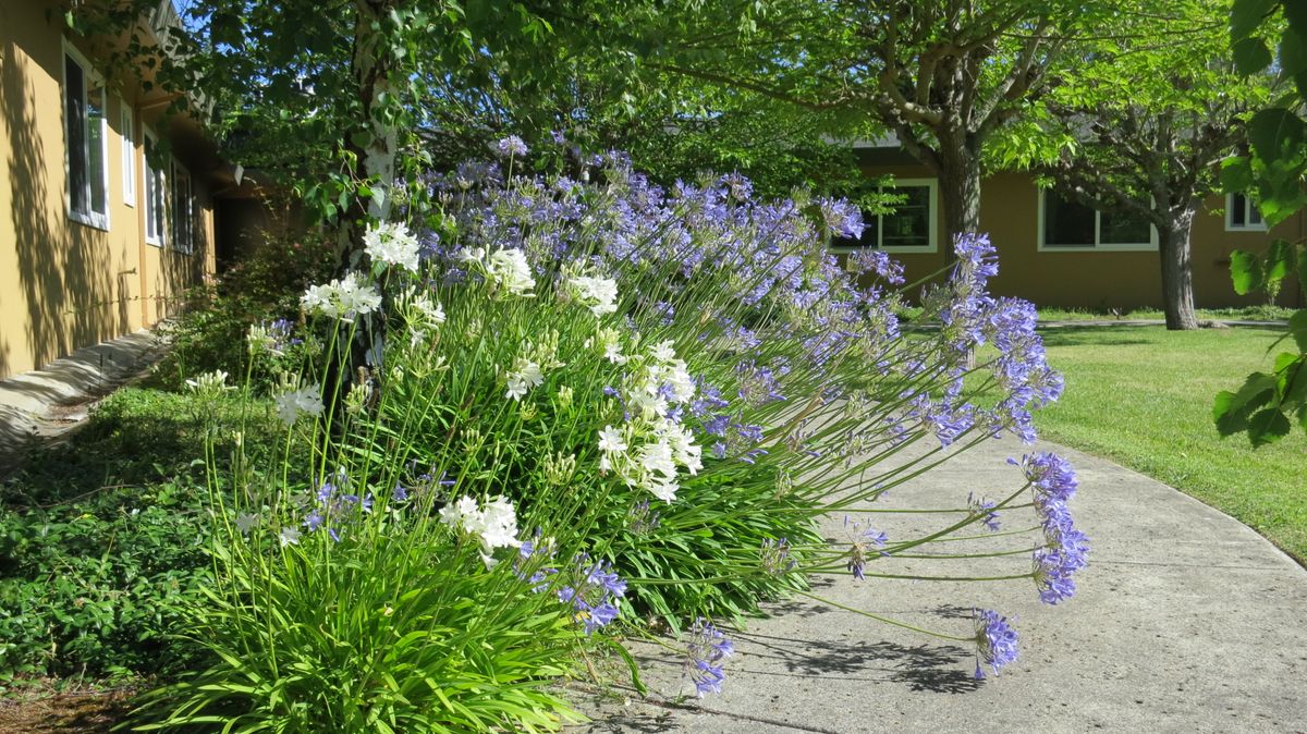 A beautiful garden scene with white and purple flowers in bloom.