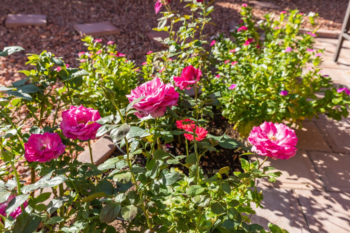 A vibrant garden filled with blooming pink roses basking in sunlight.