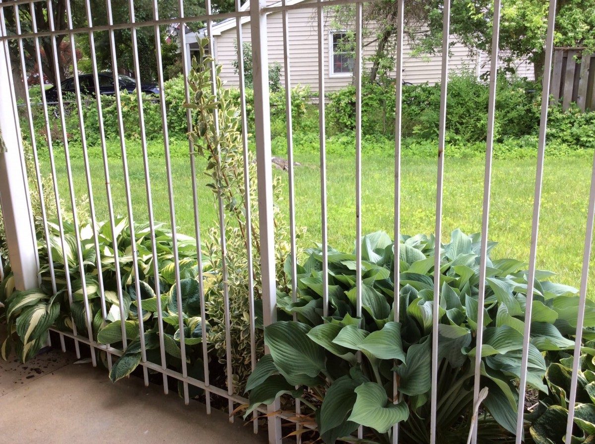 A view of a garden with lush green plants behind a metal fence.