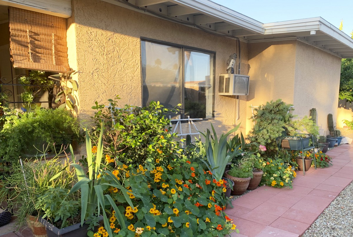 A garden with various plants and flowers in front of a house window.