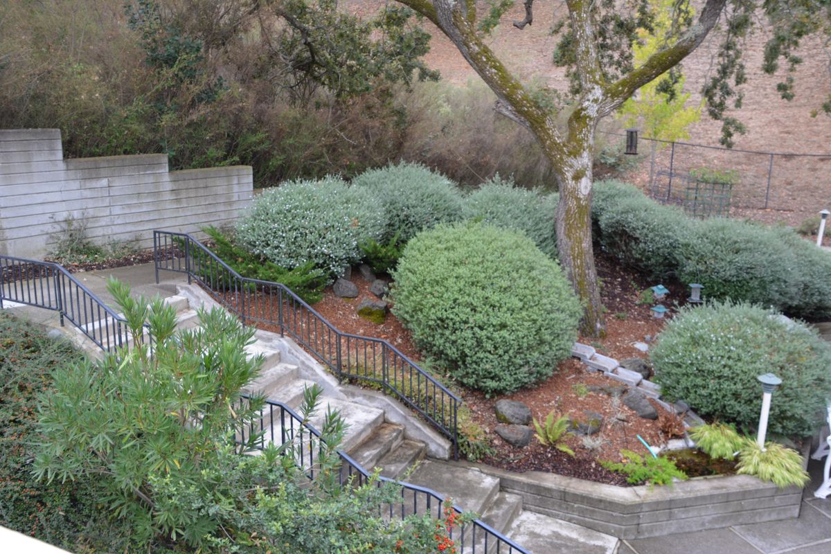 A landscaped garden with neatly trimmed shrubs, a large tree, and a surrounding fence.