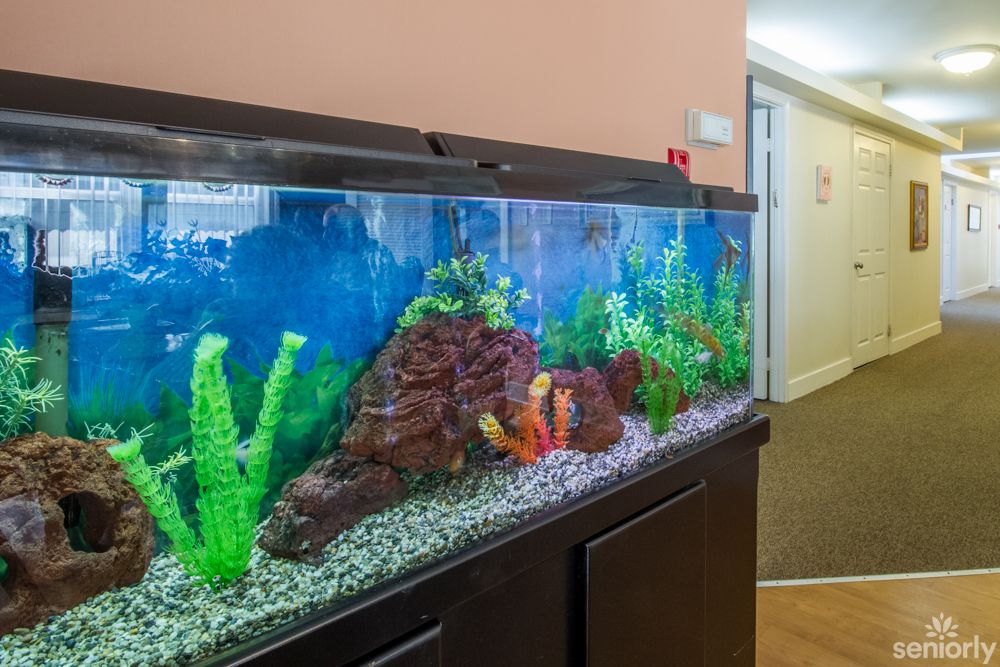 A brightly lit aquarium with decorative plants and rocks.