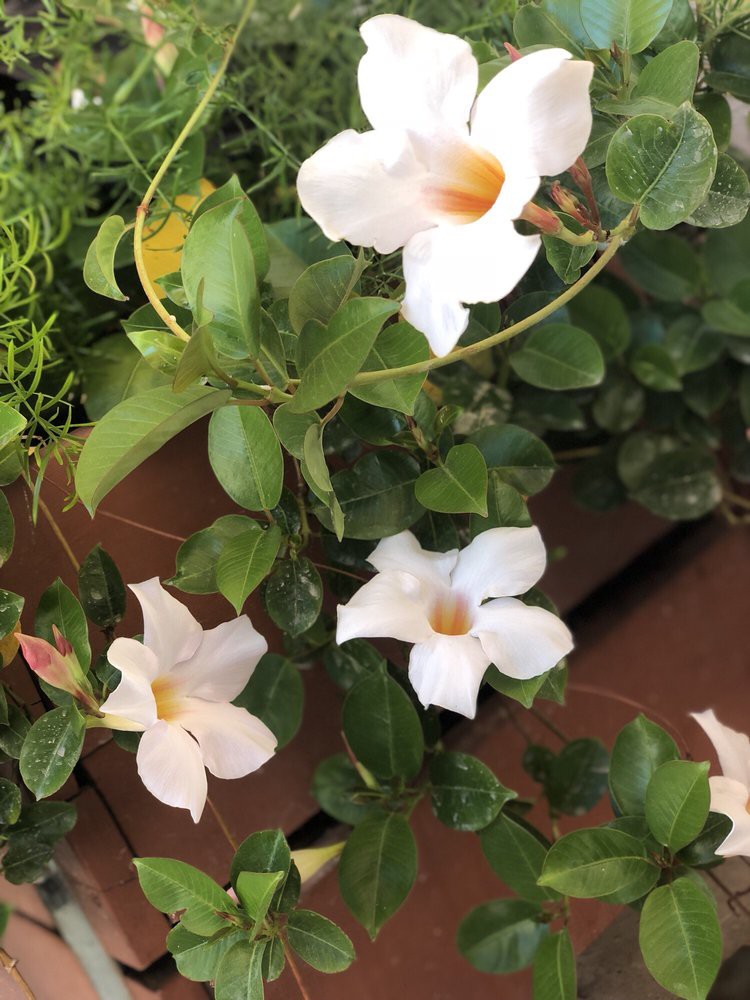 White flowers with green leaves in a garden setting.