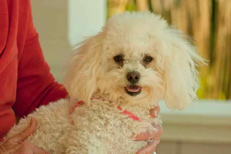 A fluffy white poodle being held by a person.