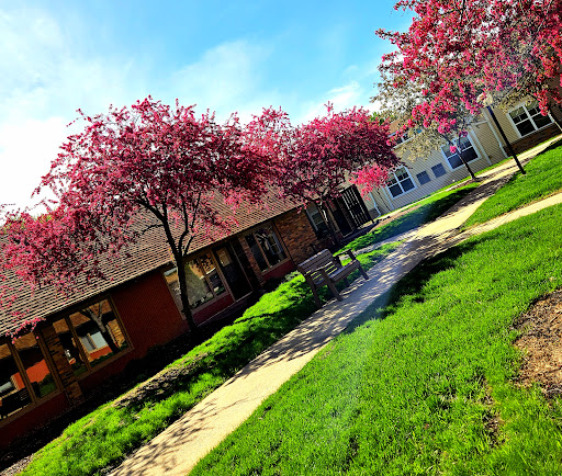 A vibrant spring scene featuring blooming pink trees and a sunny pathway.
