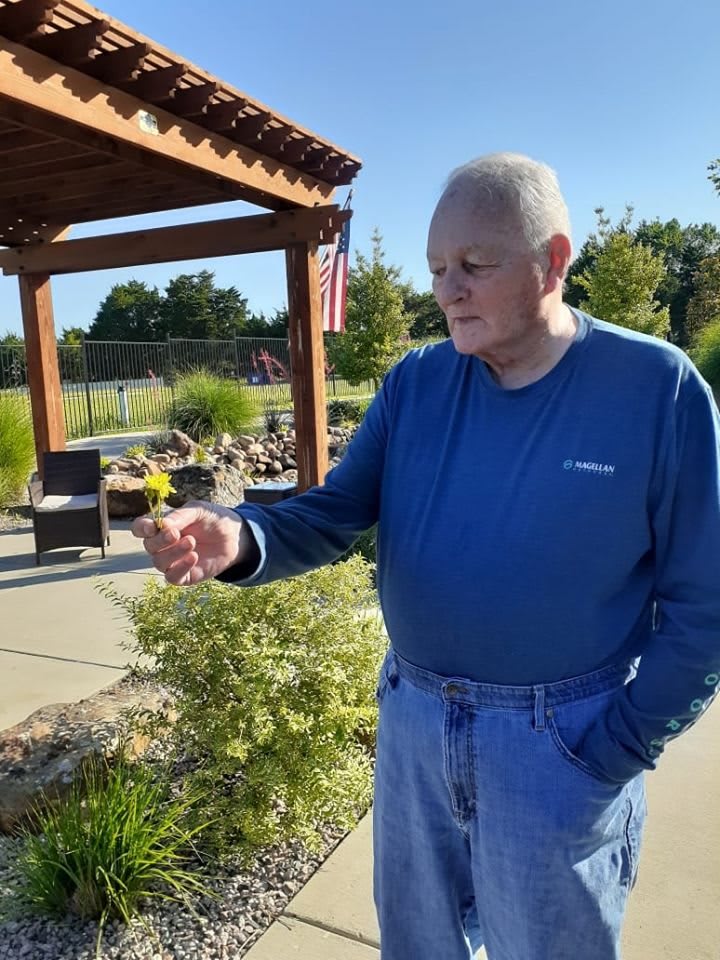 A man stands in a garden on a sunny day, observing the plants.