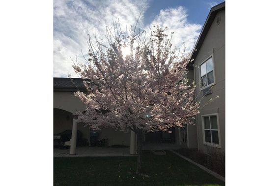 A blossoming tree in full bloom under a sunny sky, situated near a residential building.