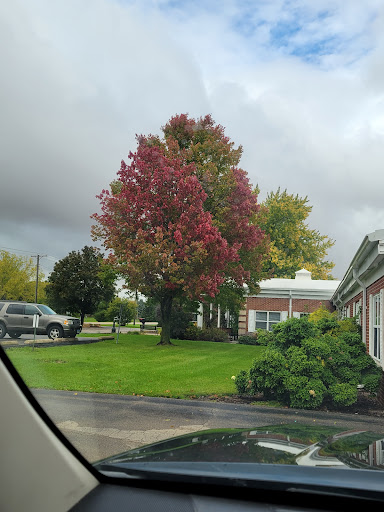 A vibrant autumn scene featuring a colorful tree amidst a cloudy sky.