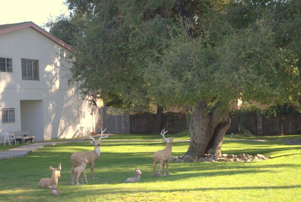 A group of deer grazing on a green lawn beneath a large tree.