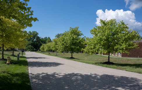 A serene pathway lined with trees under a clear blue sky.