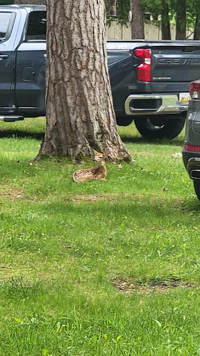 A peaceful scene showing a tree and grass with parked vehicles in the background.