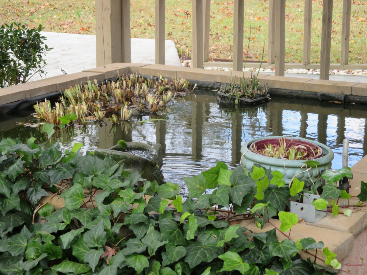 A serene garden pond surrounded by lush greenery and aquatic plants.