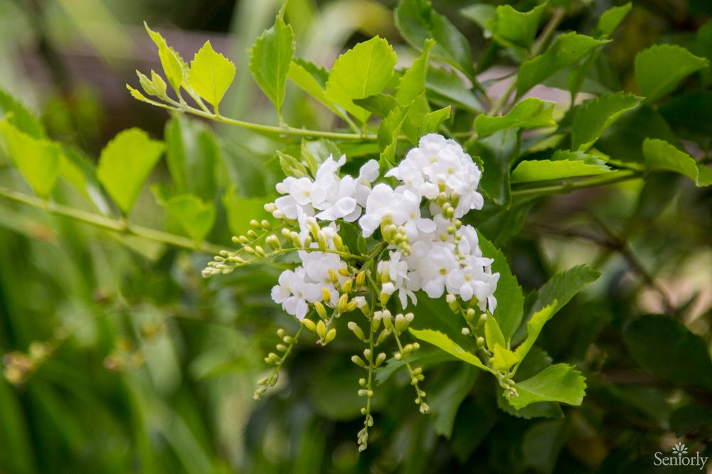 A close-up image of white flowers surrounded by lush green leaves in a garden setting.