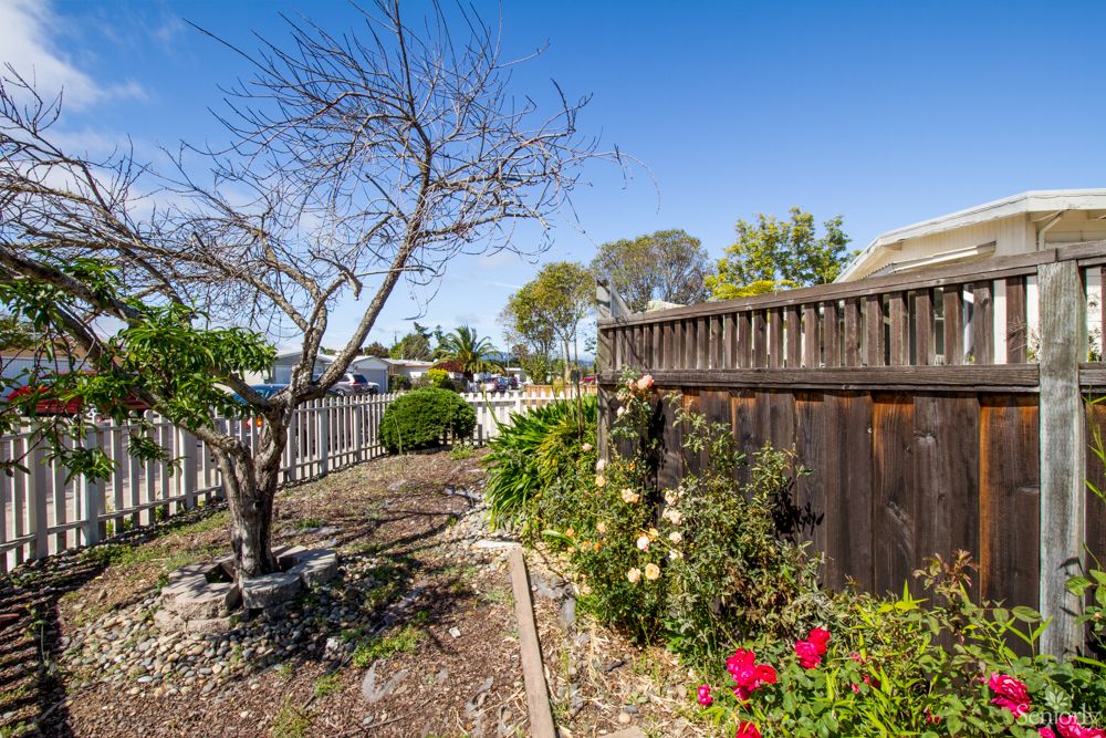 A sunny garden with a wooden fence, featuring colorful flowers and trees.