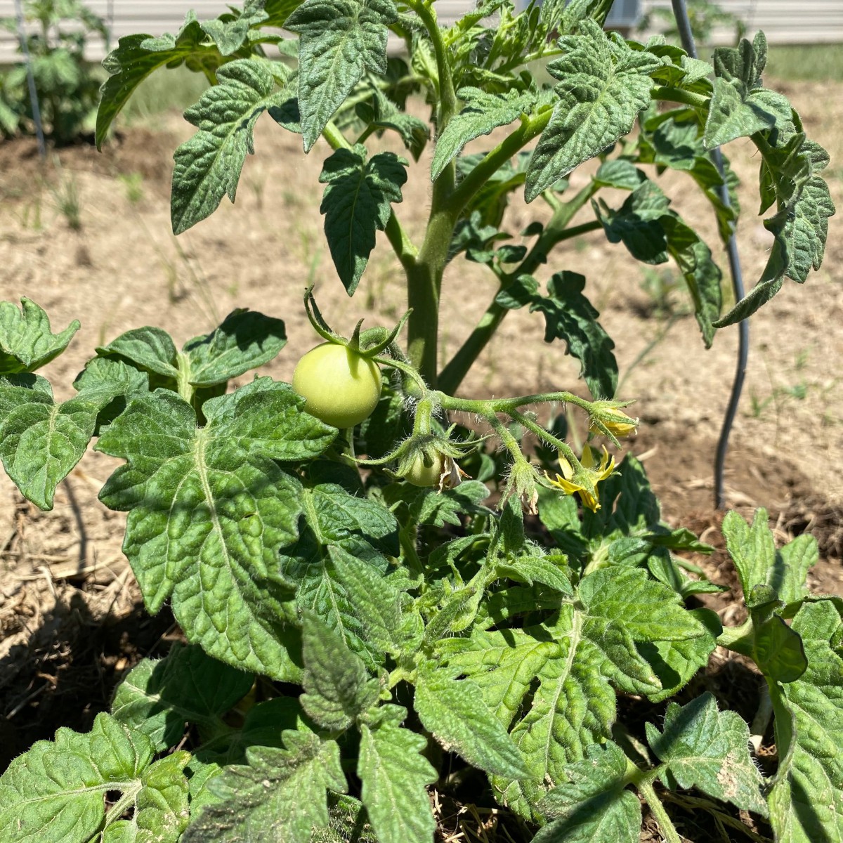 A young tomato plant with growing tomatoes in a garden.