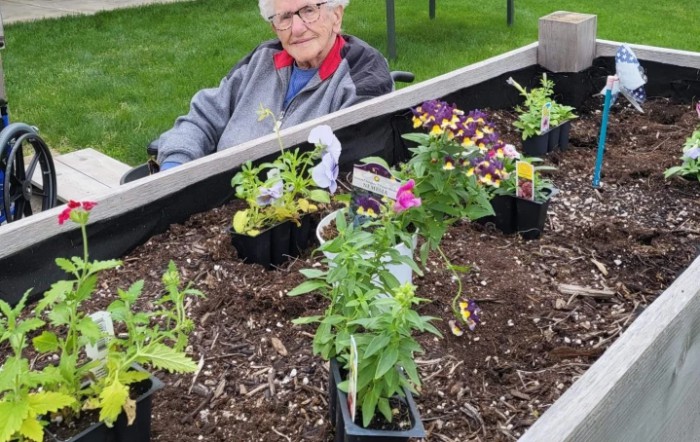 An elderly person enjoying gardening with a variety of plants in a raised garden bed outdoors.