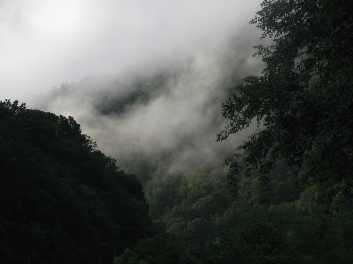 A misty forest landscape shrouded in fog.