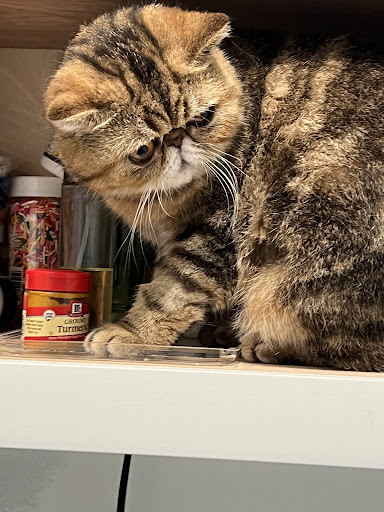 A curious tabby cat exploring a shelf.