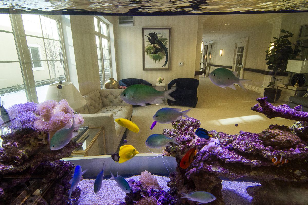 A living room with an aquarium filled with colorful fish and corals.