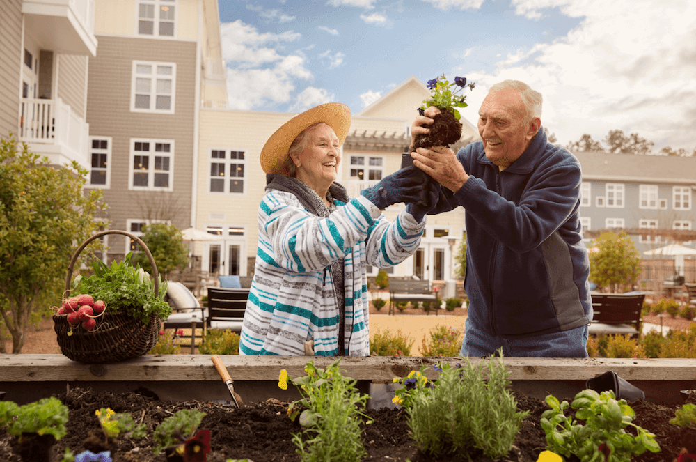 An elderly couple enjoys gardening together in a raised garden bed on a sunny day.