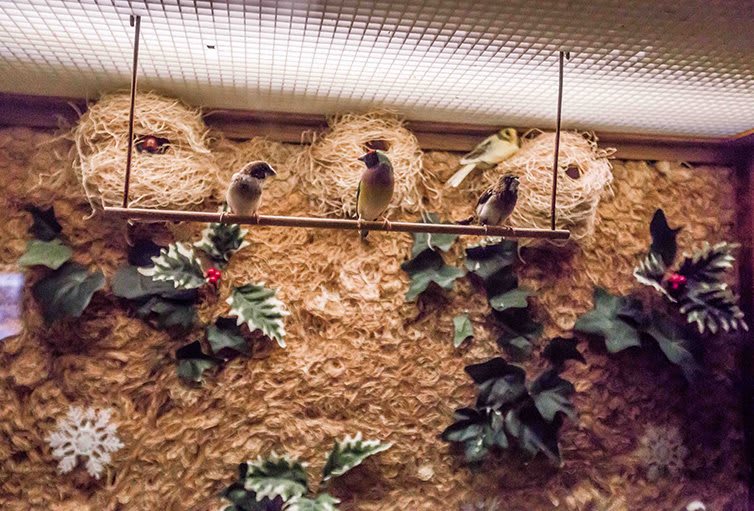 Birds perched inside an aviary with straw nests on the wall.