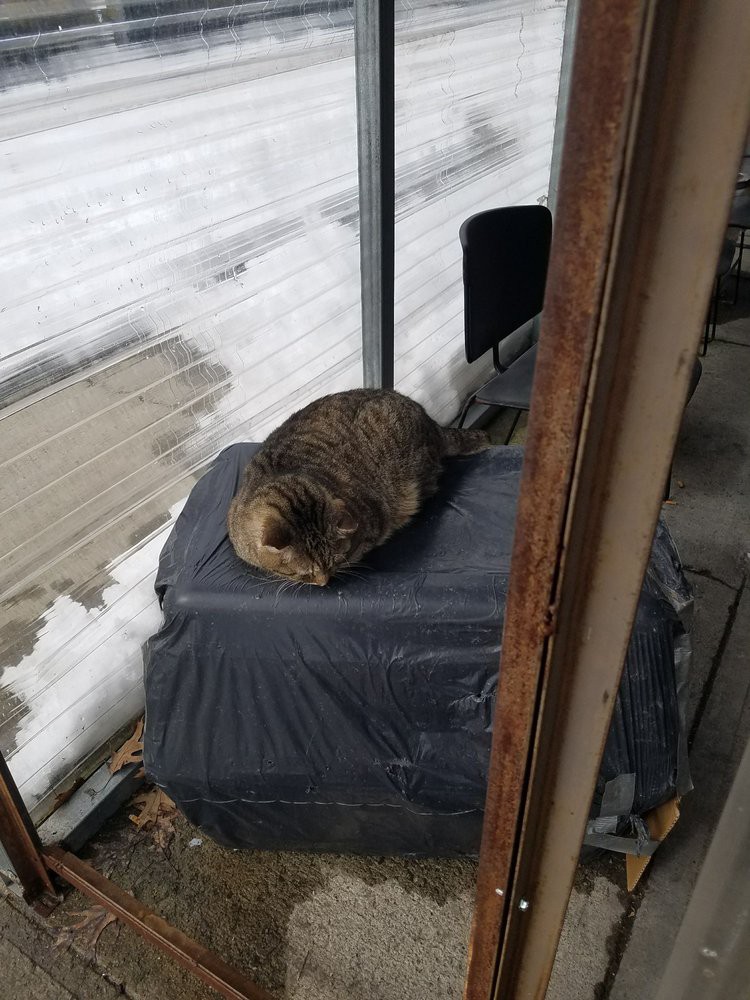 A cat sleeps outside on a covered surface during winter, surrounded by snow.