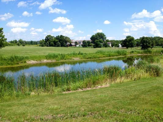 A serene landscape with a pond surrounded by grass and trees under a clear blue sky.