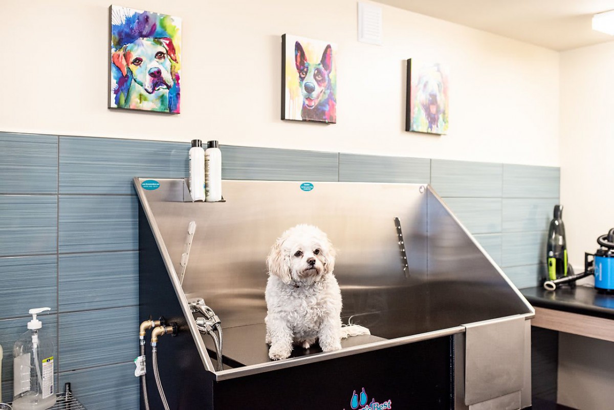 A fluffy white dog waits in a grooming bathtub with colorful pet-themed artwork on the walls.