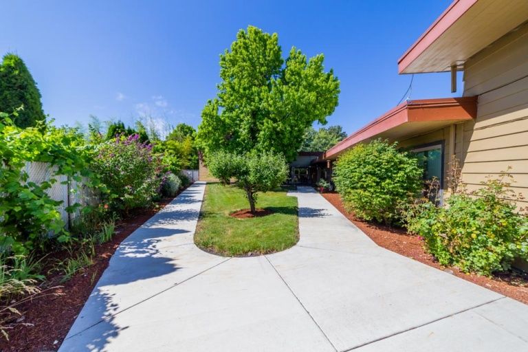 A sunny pathway with lush greenery and a prominent tree at the center.