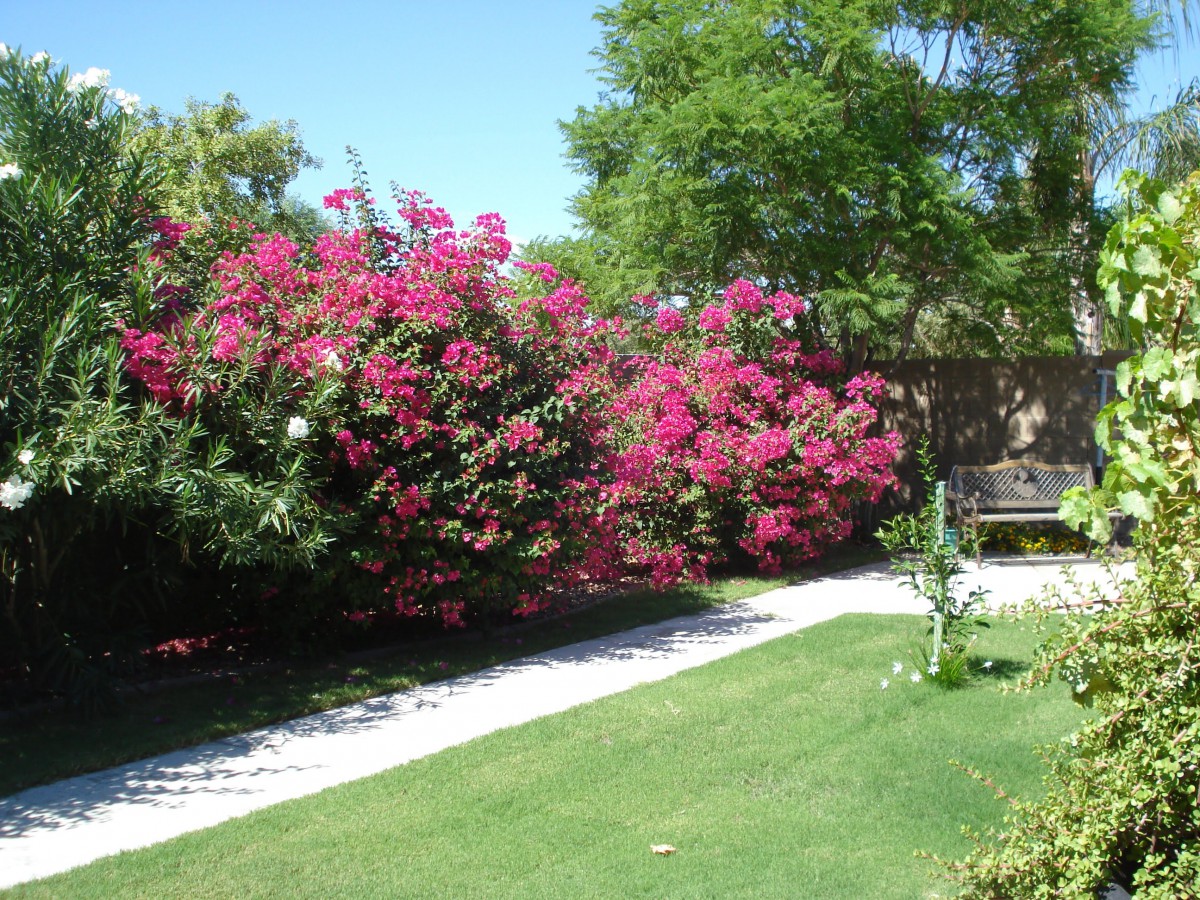 A beautiful garden with vibrant pink flowers and a neatly trimmed lawn.